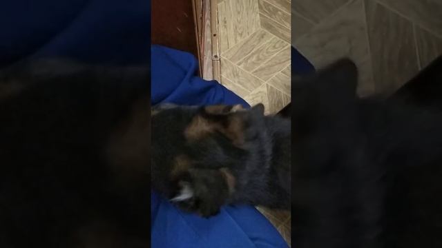 Клиффорд щенок Немецкой овчарки рабочих линий служебные крови питомник КСПС КУПА "ВЕРОВОЛЬФ" смотреть онлайн