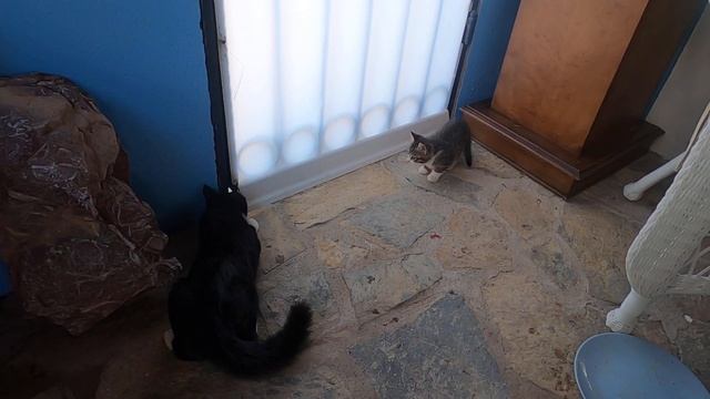 Mother cat attacks the male cat that is approaching her nest under the door смотреть онлайн