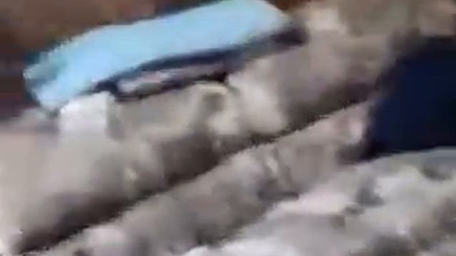 Трусливый пёс напугался нападения кота Видео на ostrim ru смотреть онлайн