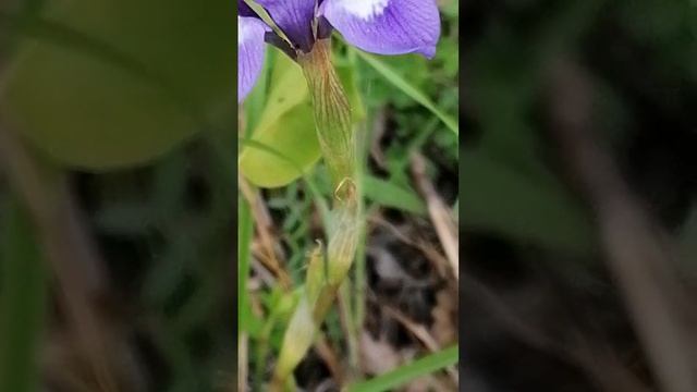 Gynandriris sisyrinchium. ?? смотреть онлайн