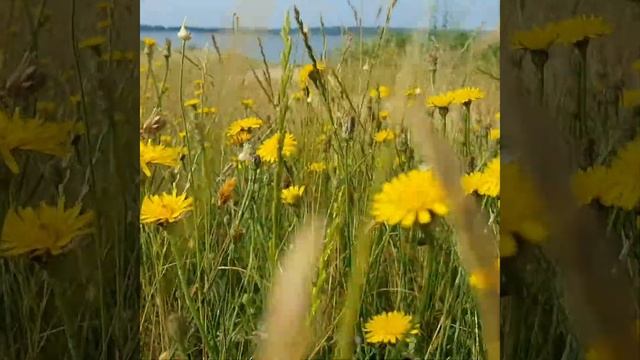 Музыка Чайковский.Вальс цветов смотреть онлайн