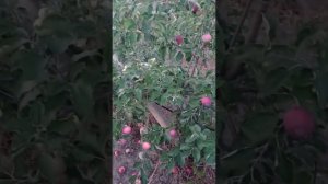 сорт яблок Женева Эрли