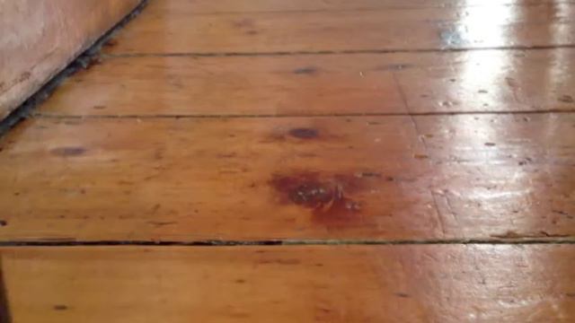 Looney Tunes Penguin