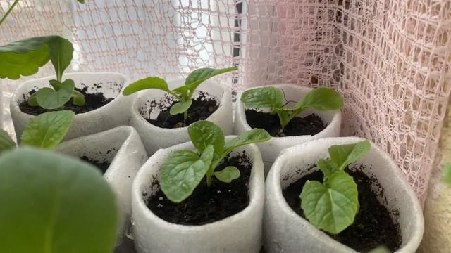 Рассада на балконе в мае смотреть онлайн