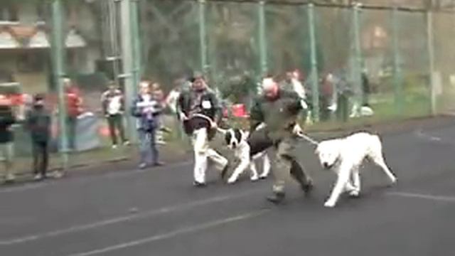 кобели юниоры выставка ранга ПК Киев 2012 смотреть онлайн