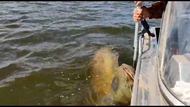 Гигантский сом на 110 кг р.Волга 2021 г. Енотаевский район. смотреть онлайн