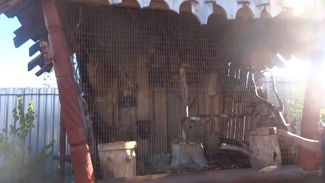 Прогулка по Ижевскому зоопарку смотреть онлайн