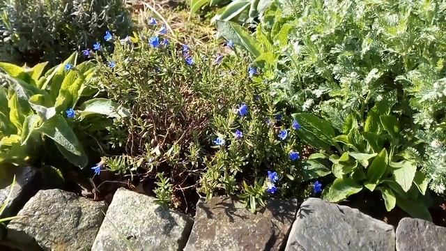 Lithodora смотреть онлайн