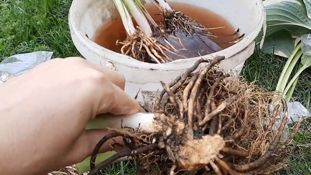 ХОСТЫ 2021 КОРНИ КРУПНЫМ ПЛАНОМ ПЕРЕД ПОСАДКОЙ В ГРУНТ. смотреть онлайн