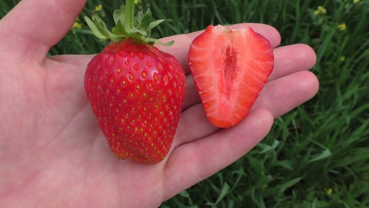 ПЕРЧИНКЬЮ ранний сорт клубники смотреть онлайн