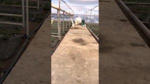 Корейский сорт клубники Сольхянг (Зимний аромат) на 12.12.2022г