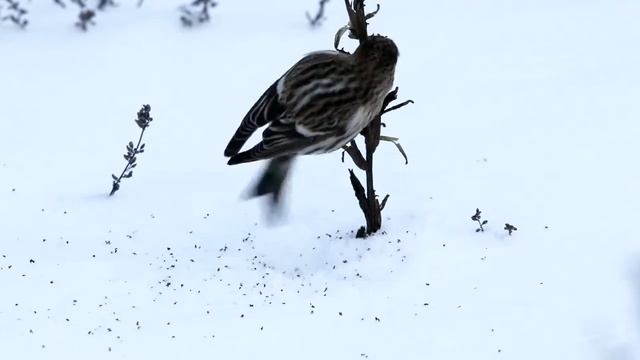 Обыкновенная чечетка (Carduelis flammea) на ослиннике. Птицы Беларуси. смотреть онлайн