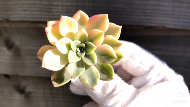 Echeveria Pretty in Pink variegated смотреть онлайн