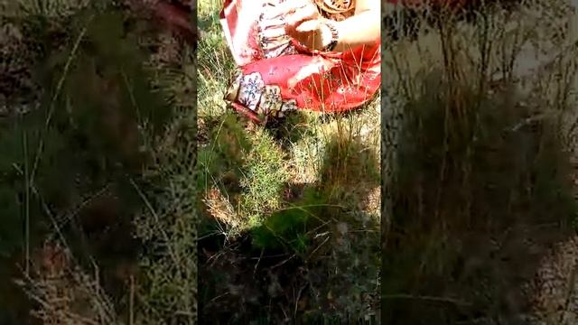 В лес с травницей. Ромашка и адонис весенний. смотреть онлайн