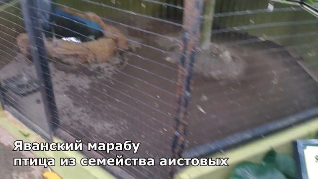 Редкие виды птицы зоопарка смерти Сурабая. Путешествие на остров Ява в Индонезию. Чем удивит Ява?