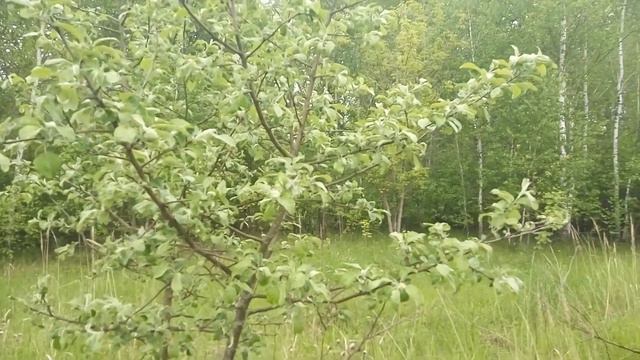 ПЕНИЕ ПТИЦ В ЛЕСУ.КРАСКИ ВЕСНЫ смотреть онлайн