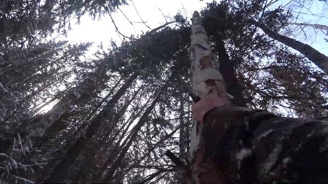 №20 Поход. Вылазка за витаминами и пикник в лесу смотреть онлайн