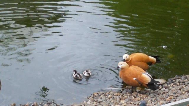 Утки смотреть онлайн