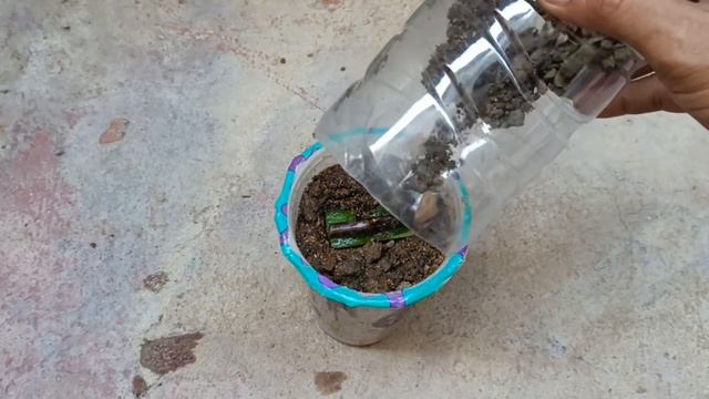 Growing bougainvillea by cutting branches with aloe vera | Most powerful natural hormone for rootin смотреть онлайн