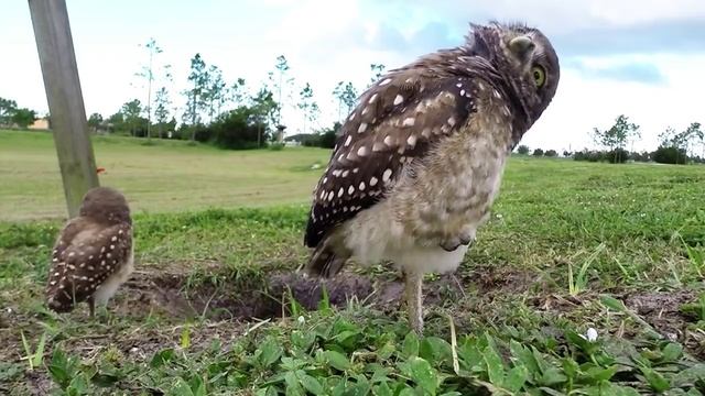 Американские земляные совы смотреть онлайн