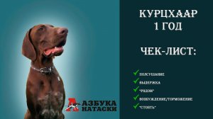7 пунктов, без которых натаску лучше не начинать. "От щенка до легавой"