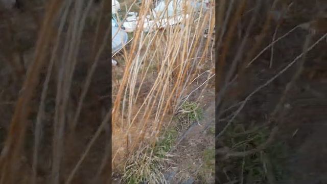 весенняя  обрезка  малины  .  что было . сорт новость  Кузьмина