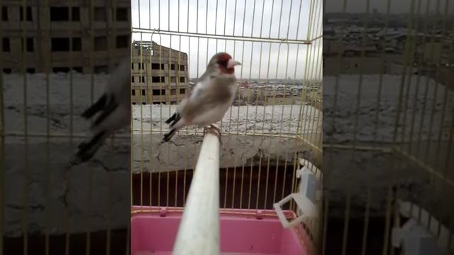 Седоголовый щегол Ташкент смотреть онлайн