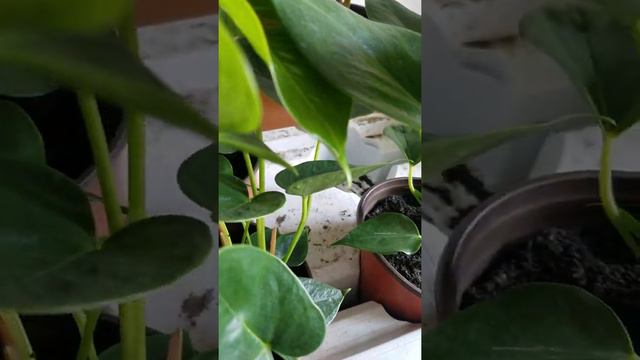 Антуриум гулу смотреть онлайн