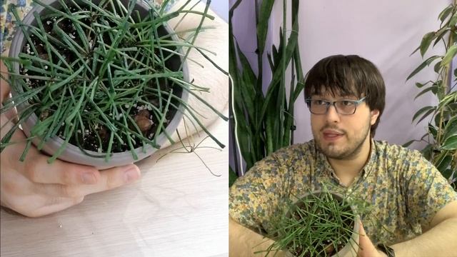 Hoya Retusa | 30 Days Of Hoya - 8 Of 30