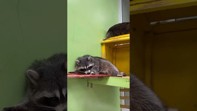 Планета енотов🦝 смотреть онлайн