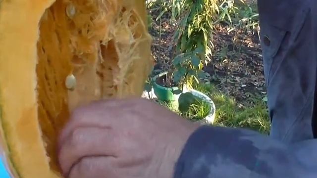 Семена тыквы без кожуры. Как собрать семена тыквы смотреть онлайн