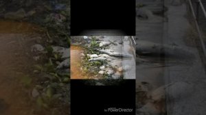 Видеоурок для дошкольников по теме «Красная Книга»