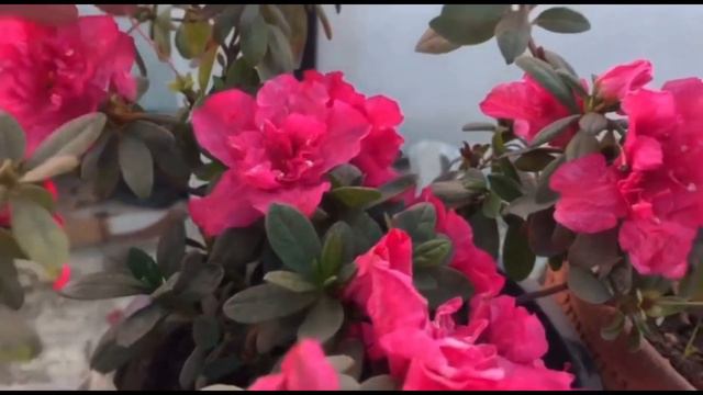How to Care Azalea Flower Plant смотреть онлайн