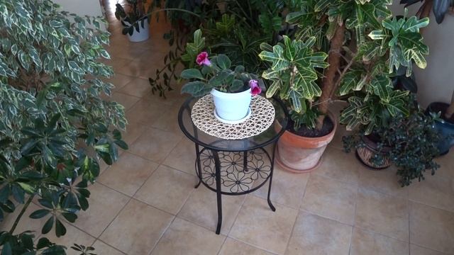 ГЛОКСИНИЯ. Комнатные Цветы. Уход в домашних условиях. Зимний Сад. смотреть онлайн