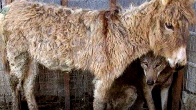 Люди бросили старого ослика в клетку к волку, то что сделал волк всех шокировало!! смотреть онлайн