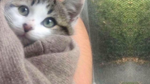 Kittens In The Barn: Discovers Kittens In Their New House