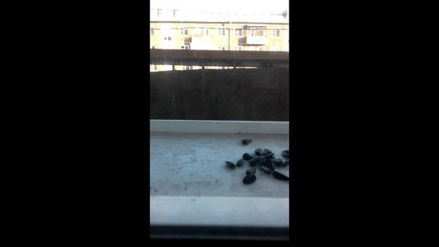 Кормление синиц смотреть онлайн