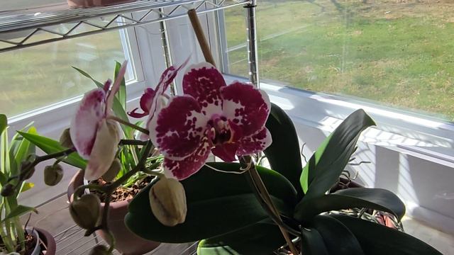 February 2024 Orchids & Plants Bloom Tour + Guest Appearance by Jasmine! смотреть онлайн