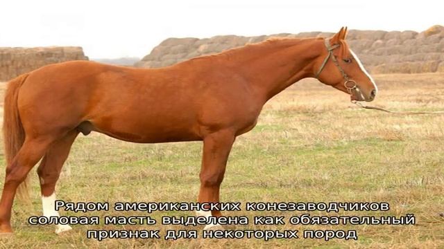 Кони рыжей масти смотреть онлайн