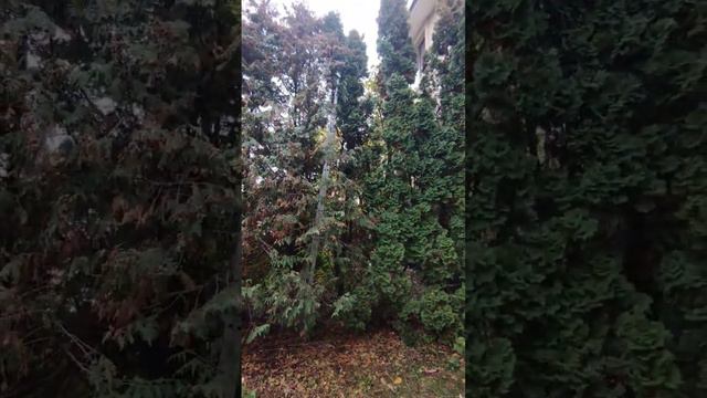подвязка и обрезка туй часть 5 городской округ Солнечногорск, Московская область смотреть онлайн
