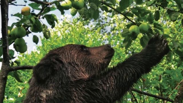 Сказка Т.И. Александровой «Медвежонок Бурик» смотреть онлайн