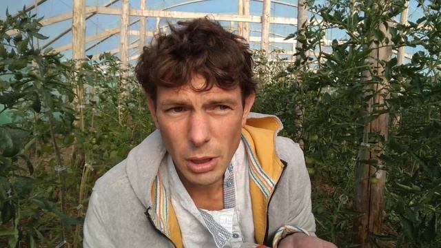 Такое не купишь в магазине. Арт проект "Теплица" Помидоры премиум класса!!! #суперфуд #superfood смотреть онлайн