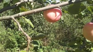 ☼Сорт яблок Солнышко.