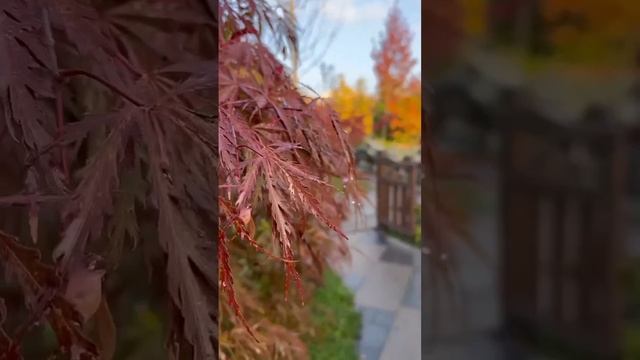 японский сад в Краснодаре смотреть онлайн