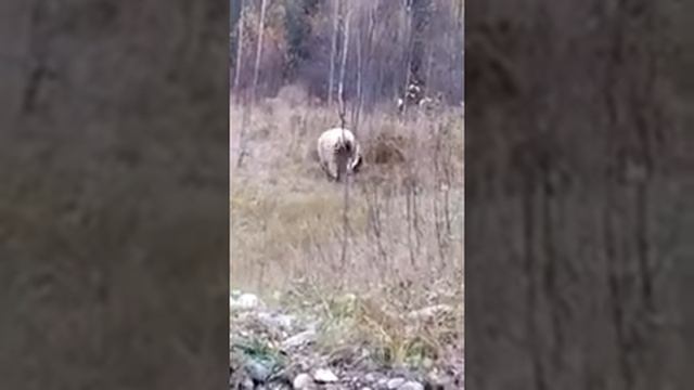 МЕДВЕДЬ ПРОТИВ КОРОВЫ смотреть онлайн