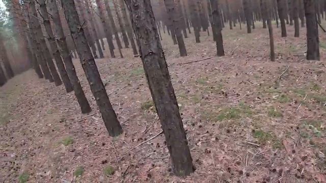 Сбор Белых боровиков. Часть 2#белыйгриб#тихаяохота#боровой