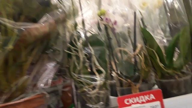 ОРХИДЕИ Ашан Мега Парнас Санкт - Петербург 03 января 2023 смотреть онлайн