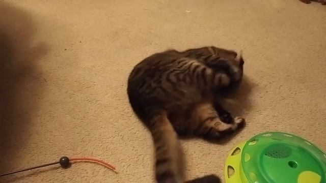 Zelda and the track ball again смотреть онлайн