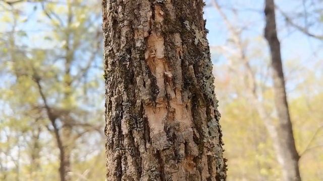 How to Identify an Ash Tree смотреть онлайн