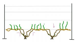 Формировка винограда. Просто и доступно.
